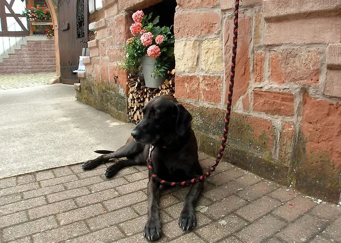 公寓 Gaestehaus Im Malerwinkel-rhodt 罗特翁特尔里特堡